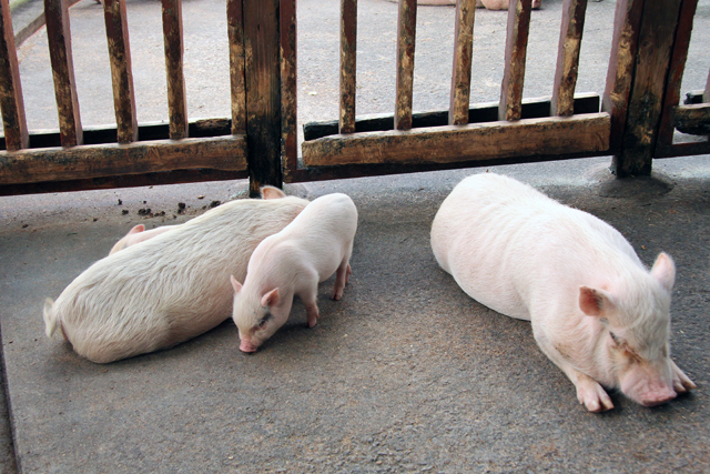 群馬県前橋にある とんとん広場 の福豚を使ったとんかつとステーキはトンでもない美味さだった 旬ネタ 日刊カーセンサー