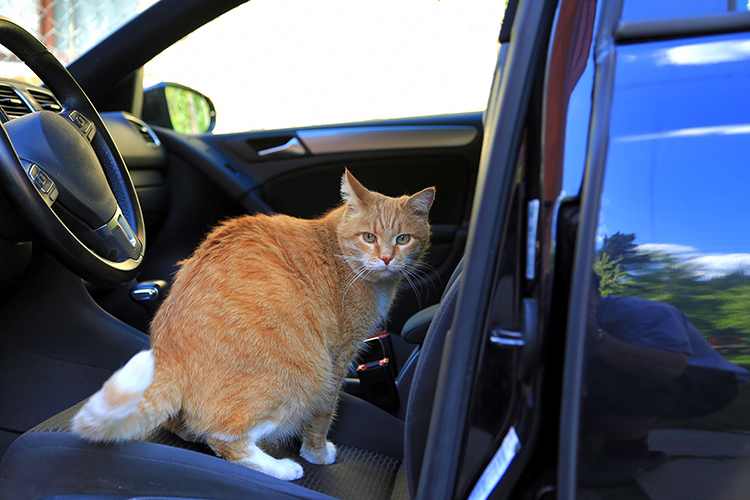 車に乗る猫